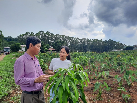 Giới thiệu về mô hình Dự án ứng dụng tiến bộ kỹ thuật để phát triển một số giống xoài mới tại huyện Mai Sơn, tỉnh Sơn La.